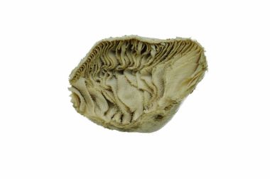 OMASO CONGELADO DE BOVINOS - FROZEN BEEF OFFALS (BIBLE)